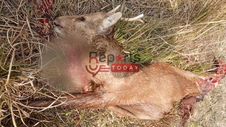 आखिर बारहसिंघा को किसने मारकर लगाया ठिकाने
