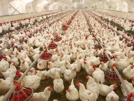मुर्गी पालन उद्योग पर कोरोना वायरस के प्रभाव के बारे में आशंकाओं का समाधान करें