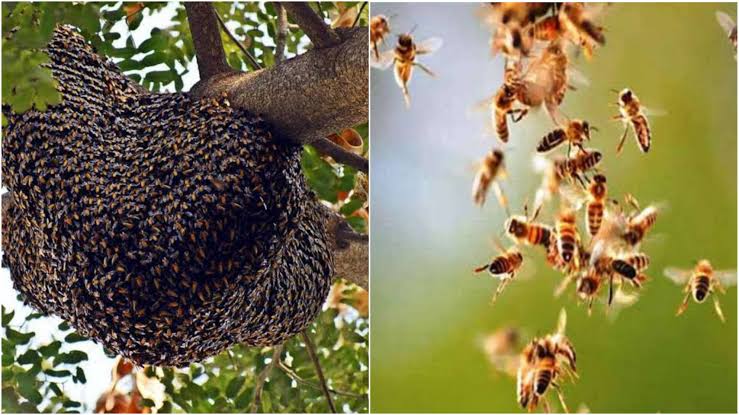 अंतिम संस्कार में गए लोगों पर मधुमक्खियां के झुंड ने किया हमला एक दर्जन से अधिक लोग गंभीर रूप से घायल