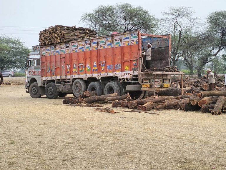 वन विभाग के अधिकारियों की मिलीभगत से हरे पेडों का धड़ल्ले से किया जा रहा कटान