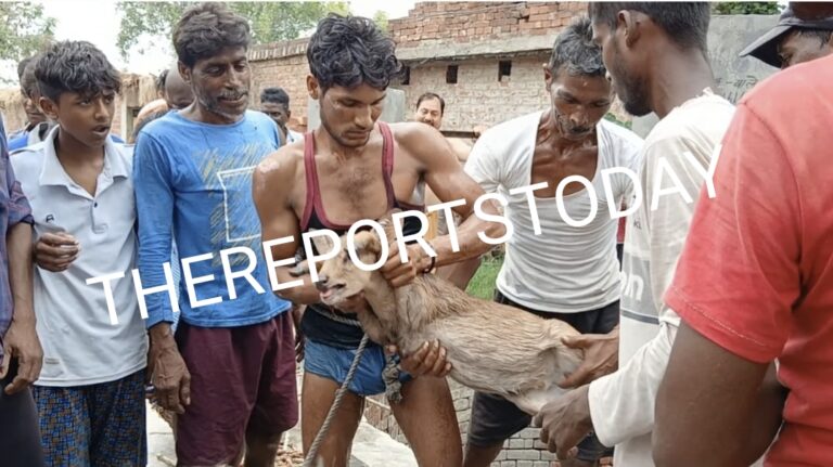 कुएं में गिरा हिरण का बच्चा,ग्रामीणों की मदद से निकाला गया सुरक्षित