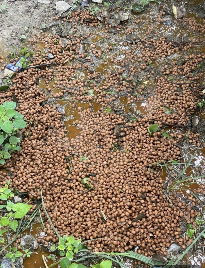 अवैध शराब की रोकथाम पर विशेष प्रवर्तन अभियान लगातार जारी