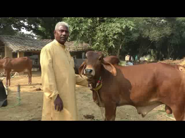 गोवंश आधारित कृषि – गोवंश बचाने की नई कवायद