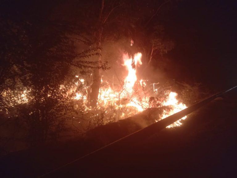 अज्ञात कारणों के चलते लगी आग से दर्जनों पेड पौधे जलकर हुए खाक