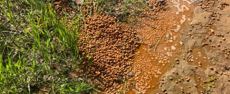 आबकारी विभाग की दबिश के दौरान 65 लीटर अवैध कच्ची शराब हुई बरामद