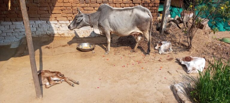 अजनर में गाय ने एक साथ तीन बछड़ों को दिया जन्म, गांव में बना कौतूहल का माहौल