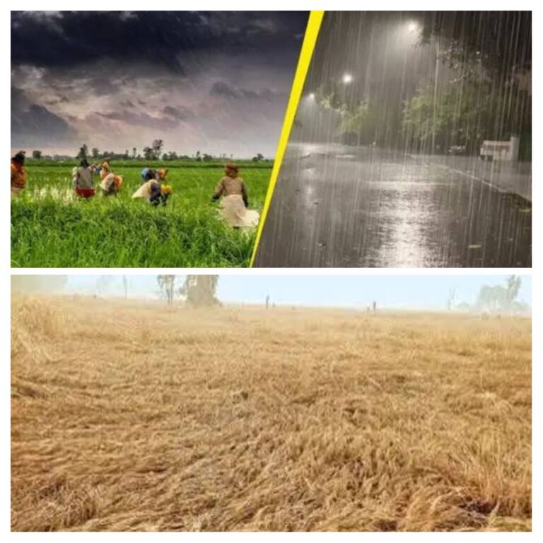 RAEBARELI NEWS -गेहूं कटाई और खेतों में खड़ी फसल के लिए बारिश और तेज हवाएं बनी अभिशाप