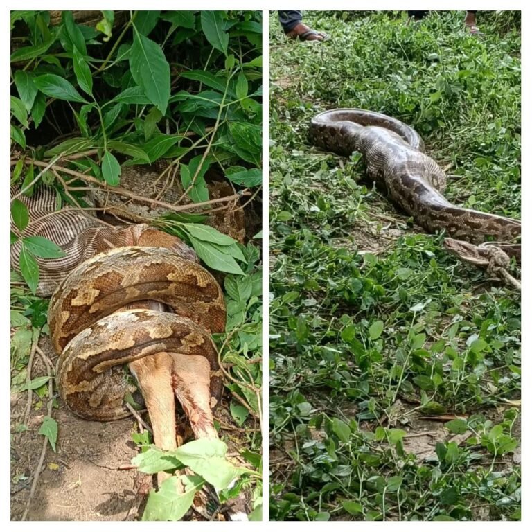 विशाल अजगर ने नीलगाय के बच्चे क़ो निगला,ग्रामीणों में दहशत का माहौल